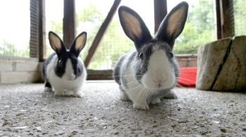 Guinea pig cross sales rabbit